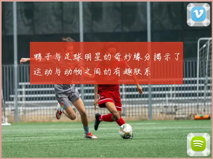 鸭子与足球明星的奇妙缘分揭示了运动与动物之间的有趣联系